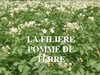 La filière pomme de terre en Algerie