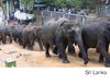 Souvenir de Sri Lanka