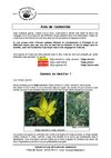 A la recherche des Tulipes dans le GERS !