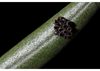 MACROFOTOGRAFIA 