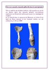 Une rare amanite en nord gironde
