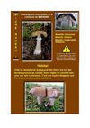Amanita rubescens