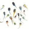 蛙蛙哇 ! Songs of the Frogs of Taiwan - Volume 1 (CD by Yannick Dauby)