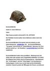 Dosenschildkröte Schildkröte Turtle Tiere Animals Natur SelMcKenzie Selzer-McKenzie