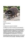 Waschbär Tiere Animals Natur SelMcKenzie Selzer-McKenzie