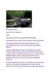 Alligator Crocodile Tiere Animals Natur SelMcKenzie Selzer-McKenzie