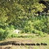 La flore du marais de Prin