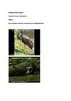 Schwarzstorch Storch Tiere Animals Natur SelMcKenzie Selzer-McKenzie
