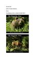 Bär Bear Braunbär Tiere Animals Natur SelMcKenzie Selzer-McKenzie