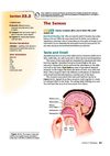 the senses- 9 grade`s reading