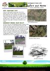 Archaeological trips n.2 Ring Fort and Motte. Dunmurry, Belfast