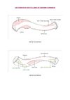 Les insertions musculaires du Membre Supérieur