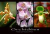 Orchidée