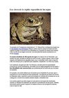 La Expansión de las ranas