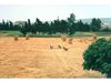 Un seul et même champ de blé : hier aujourd'hui et demain