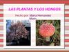 Plantas y hongos.- María Hernández