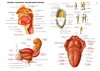 TEMA 7. ANATOMIA APARATO DIGESTIVO