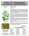iris_11_site