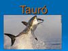 pouer point-tauró