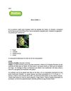 REVITALIZA TU CUERPO CON NONI.