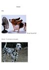 Animais