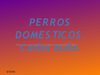 PERROS DOMESTICOS