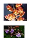 orchidées doc