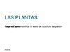 LAS PLANTAS