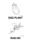 EGG PLANT-BERENGENA Y RADISH-