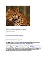 Jaguar Tiere Animals Natur SelMcKenzie Selzer-McKenzie