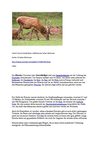 Hirsch Tiere Animals Natur SelMcKenzie Selzer-McKenzie