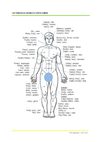 Les principales racines du corps humains (vocabulaire)