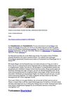 Waran Komodo-Waran Animals Tiere Natur SelMcKenzie Selzer-McKenzie