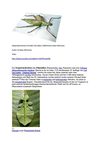 Gespenstschrecken Animals Tiere Natur SelMcKenzie Selzer-McKenzie