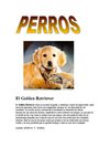 El Golden Retriever