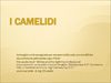 I camelidi