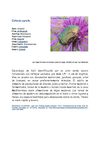 Mi familia y otros animales_insectos