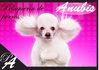 peluqueria de perros Anubis
