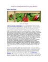 Florida Web Designer gives you the Southern Essence!