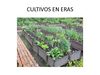 FOTOS AGRICULTURA URBANA