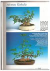 france bonsaï 25 "greffe acer kokufu"-2