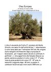 Un lavoro di ricerca sull'Olea Europea