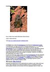 Pavian Wildnis Tiere Animals SelMcKenzie Selzer-McKenzie