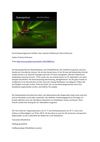 Frosch Baumsteigerfrosch Wildnis Tiere Animals SelMckenzie Selzer-McKenzie