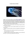 Exciting Truths About Jellyfish