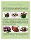 Fresh Flowers- A Phenomena of Nature!
