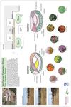 NJ: Somerville: Van Derveer Elementary School Rain Garden Design
