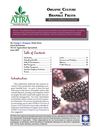 Organic Culture of Bramble Fruits