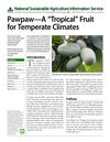 Pawpaw - A "Tropical" Fruit for Temperate Climates