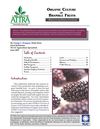 Organic Culture of Bramble Fruits